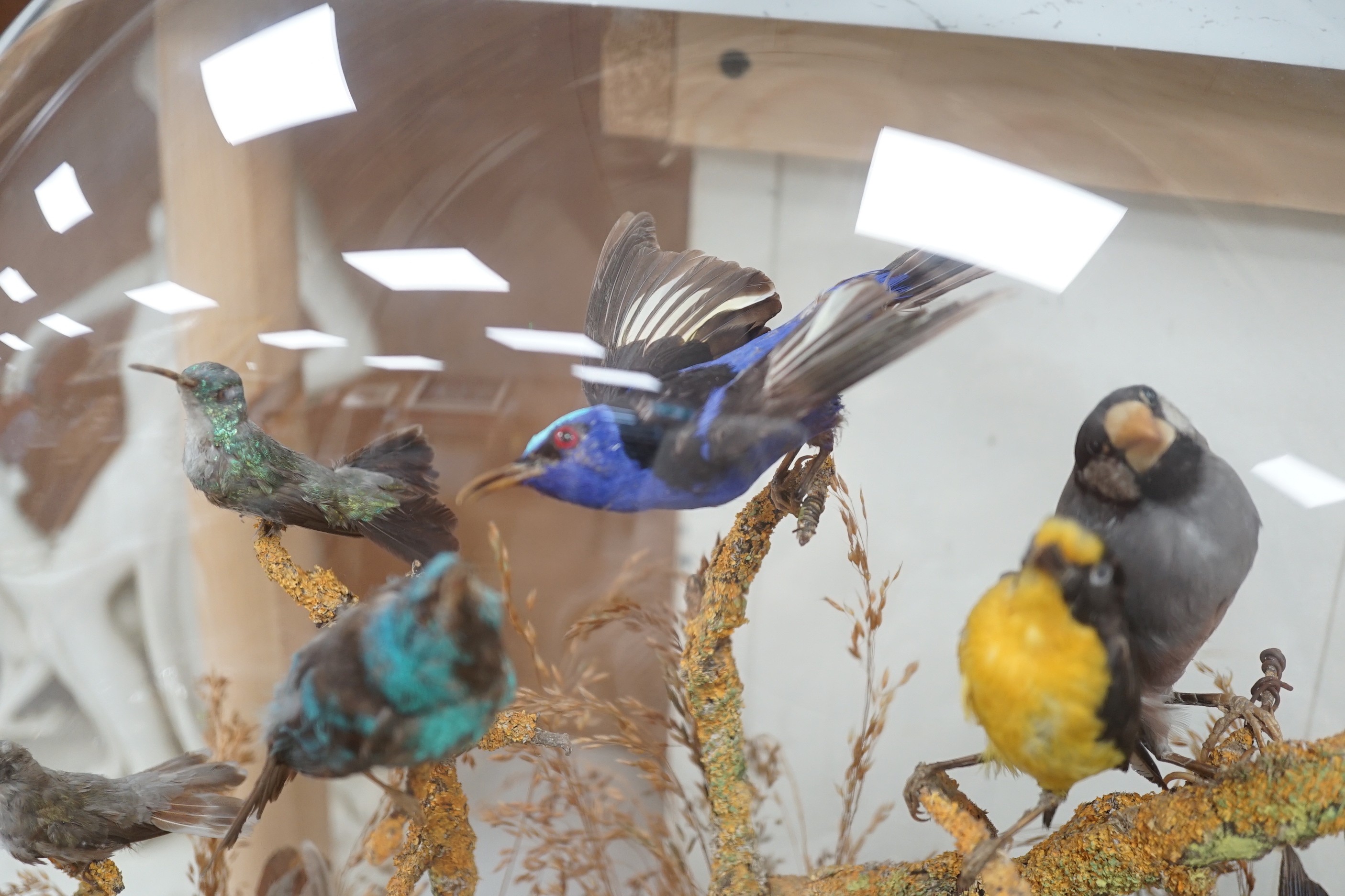 A Victorian taxidermic exotic aviary group of mainly South American birds, to include a Venezuelan troupial, seven-coloured tanager, white-bellied hummingbird etc., under glazed dome. 51.5cm high overall